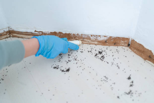 Best Termite Inspection and Treatment  in Pittsboro, IN